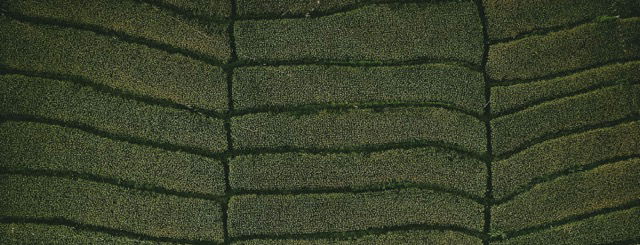 o caju blogArtboard 1-100 Medium.jpeg