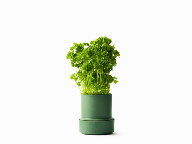 Posuda Za Začinsko Bilje Parsley