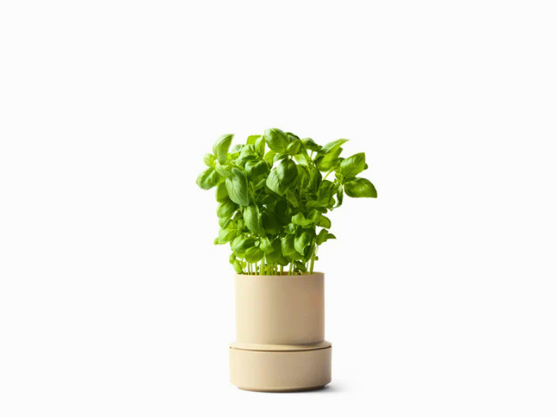 Posuda Za Začinsko Bilje Cumin