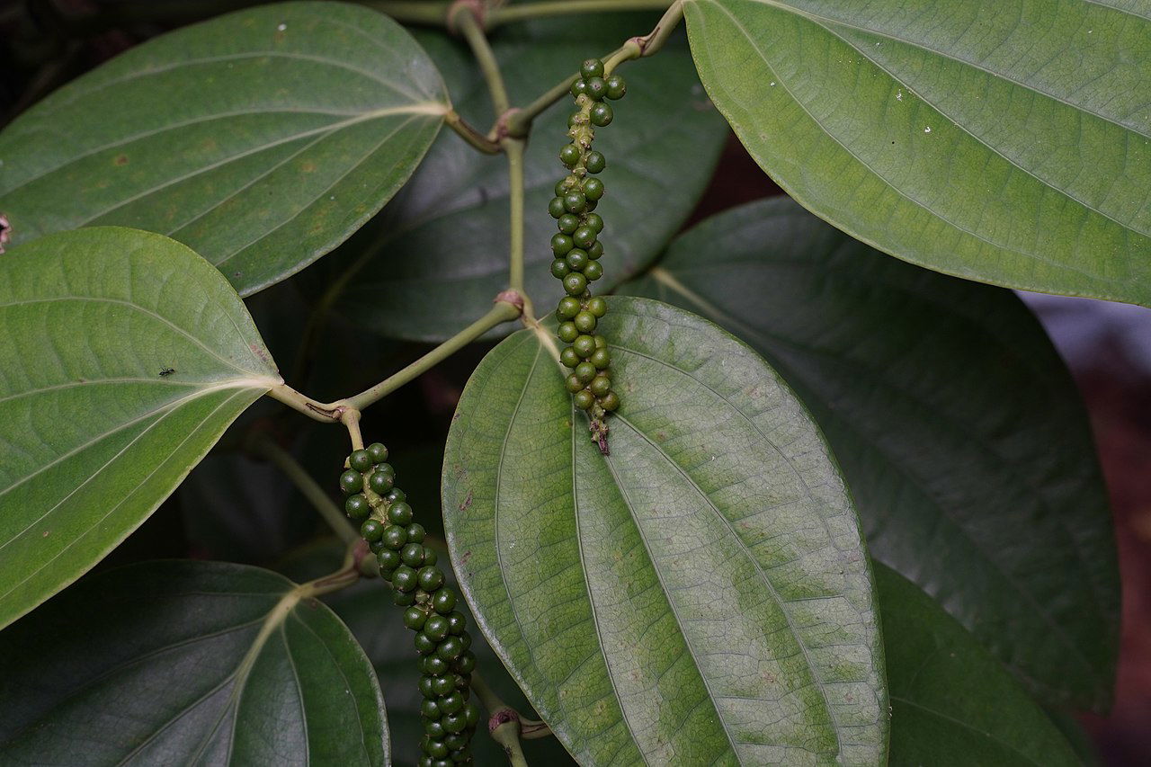 Piper_nigrum_04236.jpg